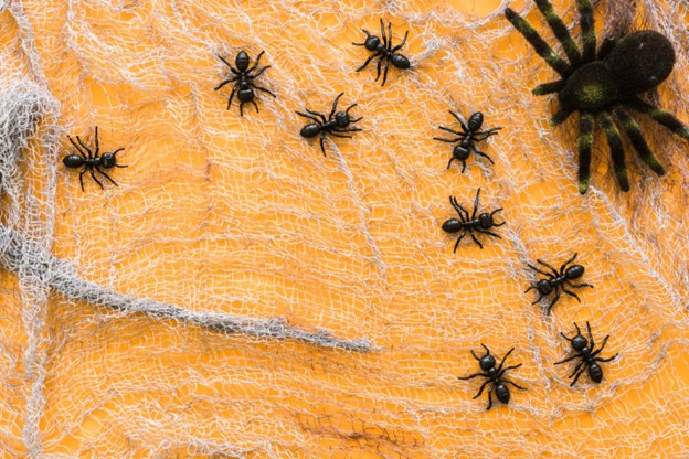 Why You Need Professional Spider Control Service in Brooklyn Homes?