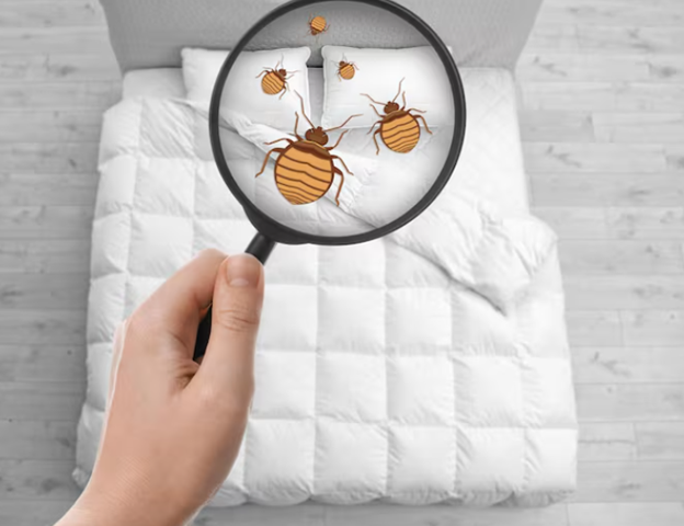 Where Bed Bugs Hide in Brooklyn Apartments and Homes?